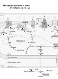 Mitochondrial Dysfunction