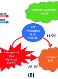 Prenatal Environment