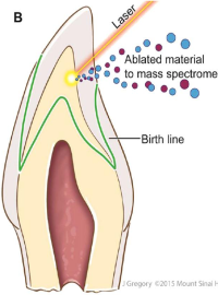 Prenatal Environment